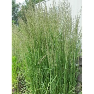 trzcinnik ostrokwiatowy (Calamagrostis acutiflora) Karl Foerster- Świat bylin - sklep internetowy