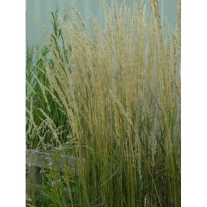 trzcinnik ostrokwiatowy (Calamagrostis acutiflora) Karl Foerster- Świat bylin - sklep internetowy