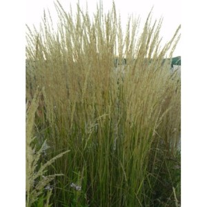 trzcinnik ostrokwiatowy (Calamagrostis acutiflora) Karl Foerster- Świat bylin - sklep internetowy