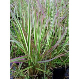 trzcinnik ostrokwiatowy (Calamagrostis acutiflora) Overdame - Świat bylin - sklep internetowy