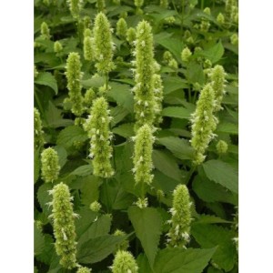 kłosowiec anyżowy (Agastache rugosa) Alabaster- Świat bylin - sklep internetowy