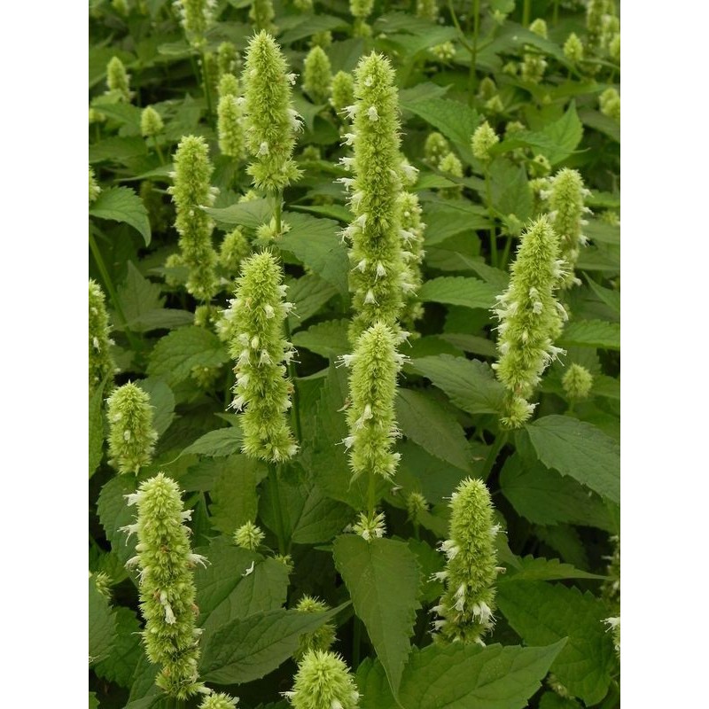 kłosowiec anyżowy (Agastache rugosa) Alabaster- Świat bylin - sklep internetowy
