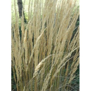 trzcinnik ostrokwiatowy (Calamagrostis acutiflora) Overdame - Świat bylin - sklep internetowy