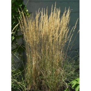 trzcinnik ostrokwiatowy (Calamagrostis acutiflora) Overdame - Świat bylin - sklep internetowy