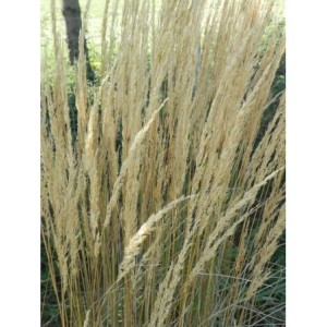 trzcinnik ostrokwiatowy (Calamagrostis acutiflora) Overdame - Świat bylin - sklep internetowy