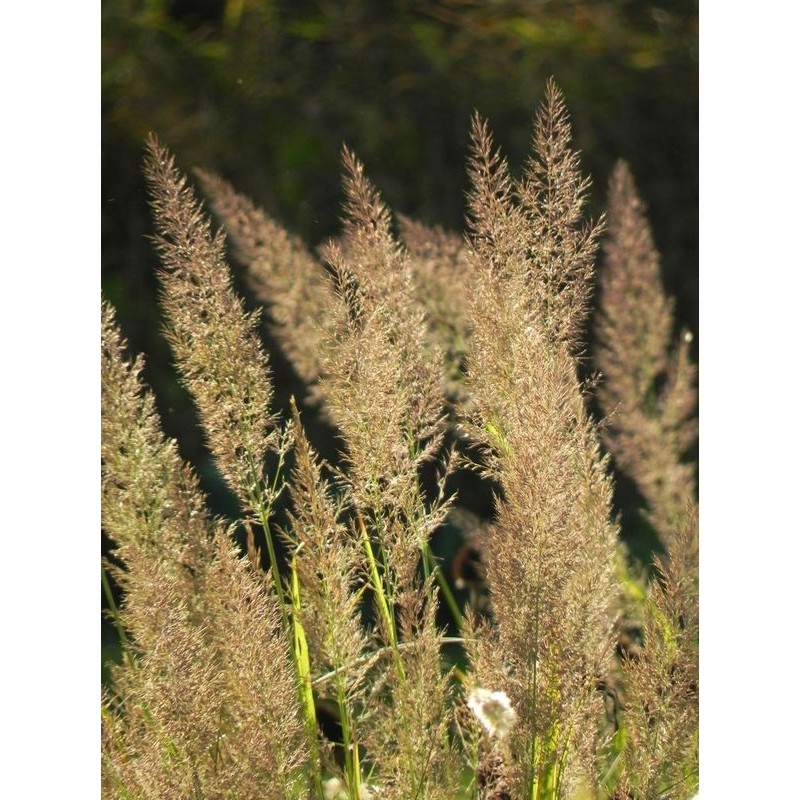 trzcinnik krótkowłosy (Calamagrostis brachytricha) - Świat bylin - sklep internetowy