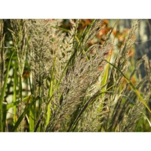 trzcinnik krótkowłosy (Calamagrostis brachytricha) - Świat bylin - sklep internetowy