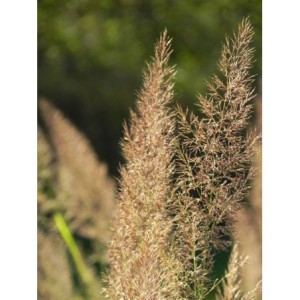 trzcinnik krótkowłosy (Calamagrostis brachytricha) - Świat bylin - sklep internetowy