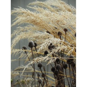 trzcinnik krótkowłosy (Calamagrostis brachytricha) - Świat bylin - sklep internetowy