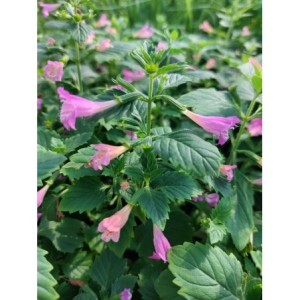 kalaminta wielkokwiatoa (Calamintha grandiflora) Elfin Purple- Świat bylin - sklep internetowy