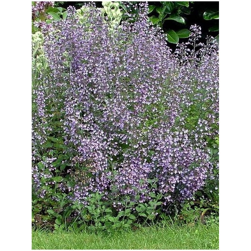 kalaminta mniejsza (Calamintha nepeta) Blue Cloud- Świat bylin - sklep internetowy