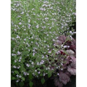 kalaminta mniejsza (Calamintha nepeta) Marvelette Blue- Świat bylin - sklep internetowy