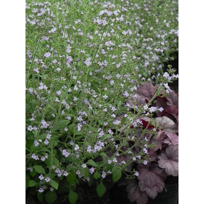 kalaminta mniejsza (Calamintha nepeta) Marvelette Blue- Świat bylin - sklep internetowy
