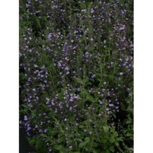 kalaminta mniejsza (Calamintha nepeta) Marvelette Blue- Świat bylin - sklep internetowy