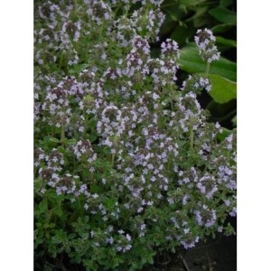 kalaminta mniejsza (Calamintha nepeta) Marvelette Blue- Świat bylin - sklep internetowy
