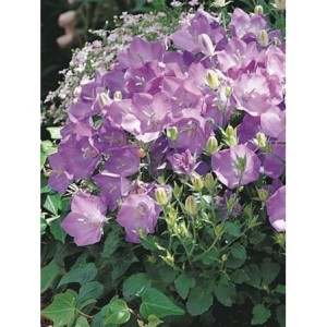 dzwonek karpacki (Campanula carpatica) Carillon Blue- Świat bylin - sklep internetowy