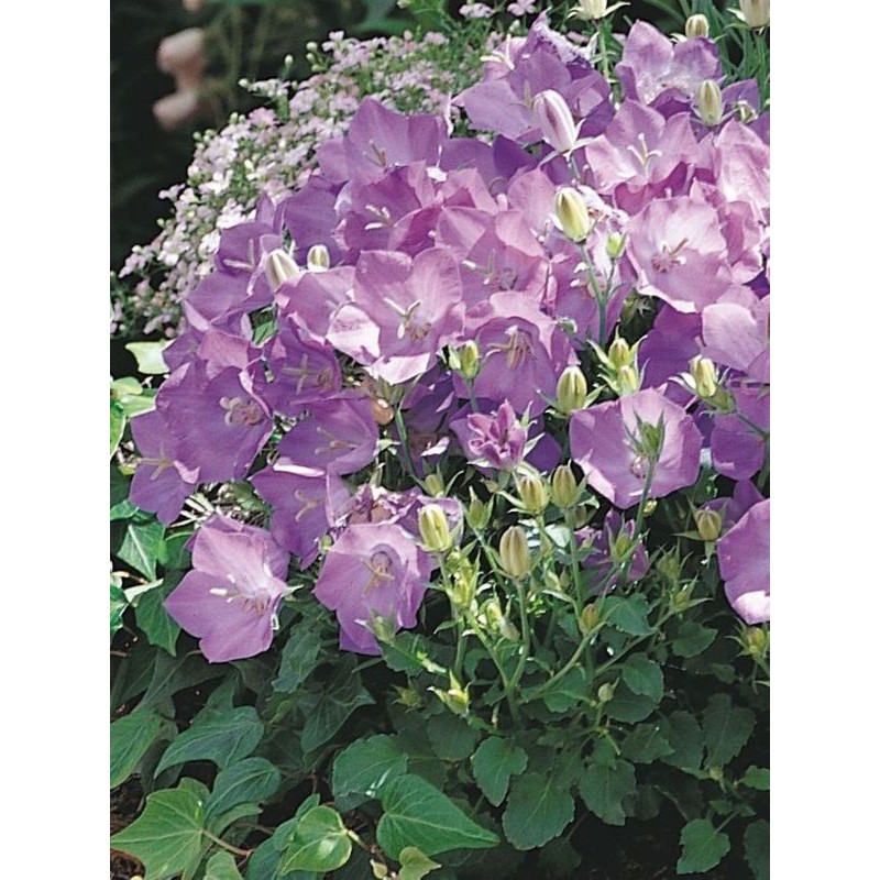 dzwonek karpacki (Campanula carpatica) Carillon Blue- Świat bylin - sklep internetowy