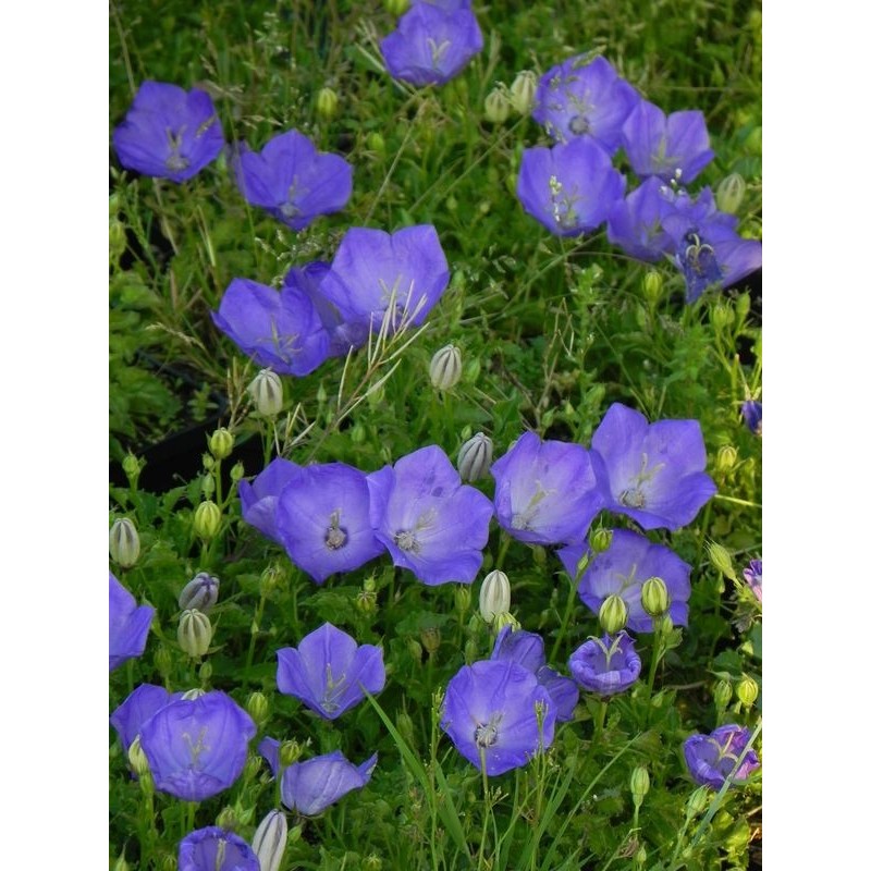 dzwonek karpacki (Campanula carpatica) Perla Blue- Świat bylin - sklep internetowy