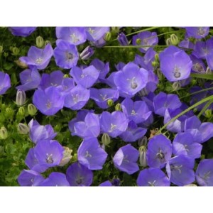 dzwonek karpacki (Campanula carpatica) Perla Blue- Świat bylin - sklep internetowy