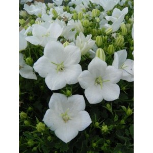 dzwonek karpacki (Campanula carpatica) Perla White- Świat bylin - sklep internetowy
