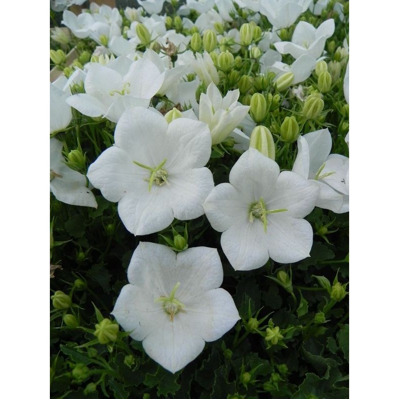 dzwonek karpacki (Campanula carpatica) Perla White- Świat bylin - sklep internetowy