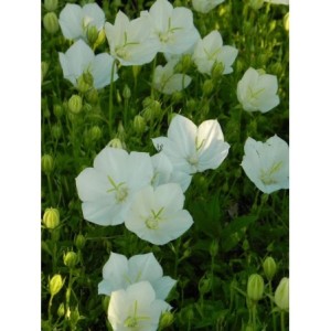 dzwonek karpacki (Campanula carpatica) Perla White- Świat bylin - sklep internetowy