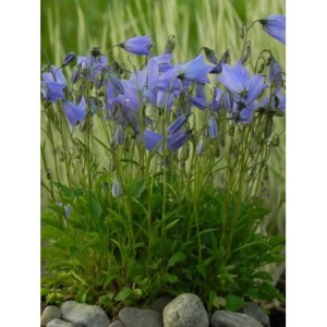 dzwonek drobny (Campanula cochelerifolia) Jingle Blue- Świat bylin - sklep internetowy