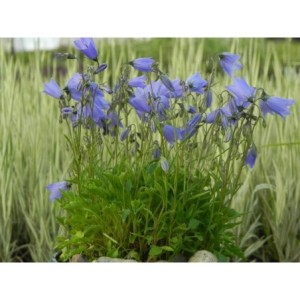 dzwonek drobny (Campanula cochelerifolia) Jingle Blue- Świat bylin - sklep internetowy