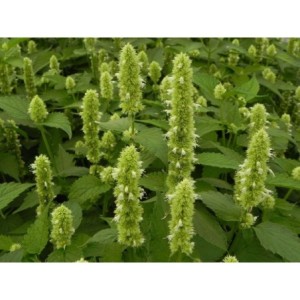 kłosowiec anyżowy (Agastache rugosa) Alabaster- Świat bylin - sklep internetowy