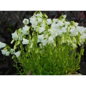 dzwonek drobny (Campanula cochelerifolia) Jingle White- Świat bylin - sklep internetowy