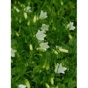 dzwonek drobny (Campanula cochelerifolia) Jingle White- Świat bylin - sklep internetowy