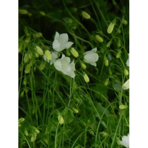 dzwonek drobny (Campanula cochelerifolia) Jingle White- Świat bylin - sklep internetowy