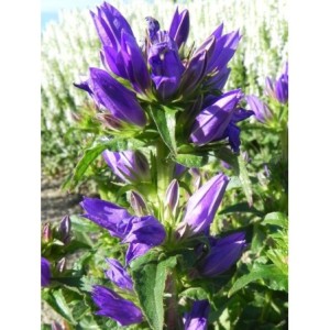 dzwonek skupiony (Campanula glomerata) Acaulis- Świat bylin - sklep internetowy