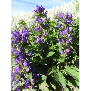 dzwonek skupiony (Campanula glomerata) Acaulis- Świat bylin - sklep internetowy