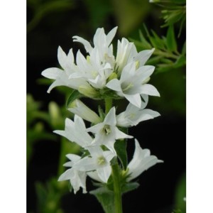 dzwonek skupiony (Campanula glomerata) Acaulis- Świat bylin - sklep internetowy