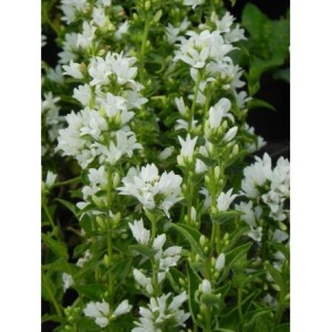 dzwonek skupiony (Campanula glomerata) Alba- Świat bylin - sklep internetowy