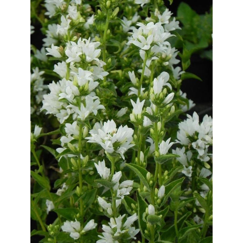 dzwonek skupiony (Campanula glomerata) Alba- Świat bylin - sklep internetowy