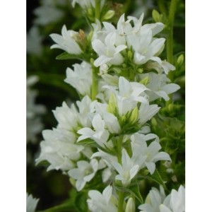 dzwonek skupiony (Campanula glomerata) Alba- Świat bylin - sklep internetowy