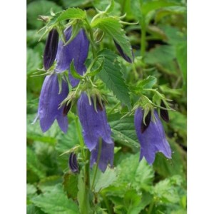 dzwonek hybrydowy (Campanula hybrida) Sarastro- Świat bylin - sklep internetowy