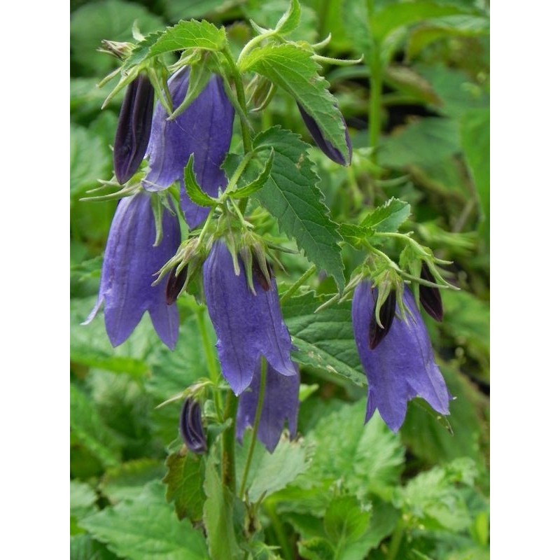 dzwonek hybrydowy (Campanula hybrida) Sarastro- Świat bylin - sklep internetowy