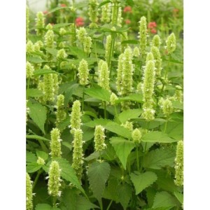 kłosowiec anyżowy (Agastache rugosa) Alabaster- Świat bylin - sklep internetowy