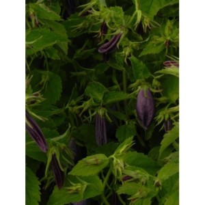 dzwonek hybrydowy (Campanula hybrida) Sarastro- Świat bylin - sklep internetowy