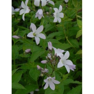 dzwonek kremowy (Campanula lactiflora) Loddon Anna- Świat bylin - sklep internetowy