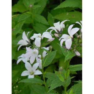 dzwonek kremowy (Campanula lactiflora) Loddon Anna- Świat bylin - sklep internetowy