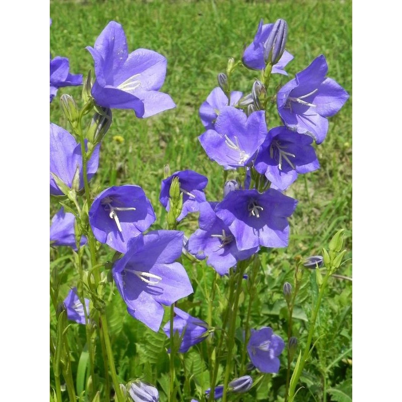 dzwonek brzoskwiniolistny (Campanula persicifolia) Caerulea- Świat bylin - sklep internetowy