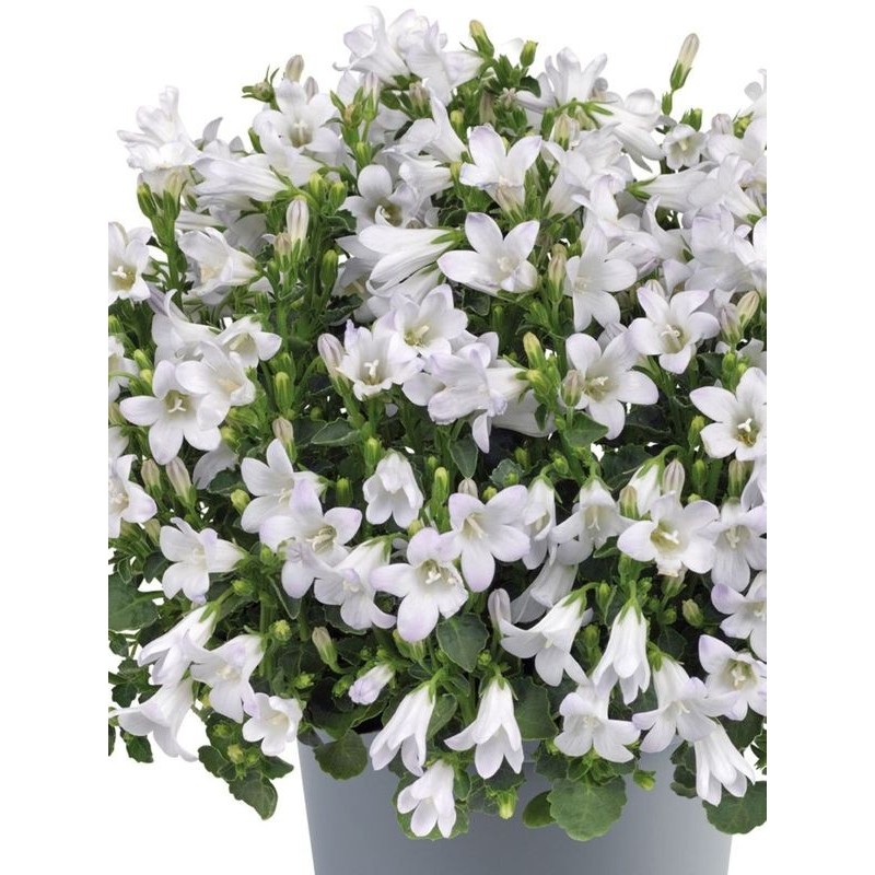 dzwonek dalmatyński (Campanula portenschlagiana) Zenn White- Świat bylin - sklep internetowy