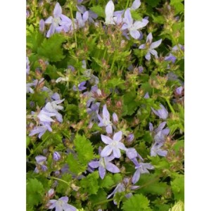 dzwonek Poszarskiego (Campanula poscharskyana) Blauranke- Świat bylin - sklep internetowy