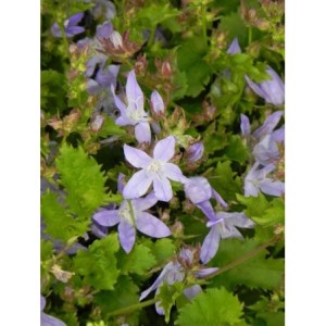 dzwonek Poszarskiego (Campanula poscharskyana) Blauranke- Świat bylin - sklep internetowy