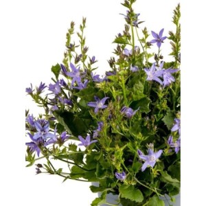 dzwonek Poszarskiego (Campanula poscharskyana) Lagoon Blue- Świat bylin - sklep internetowy