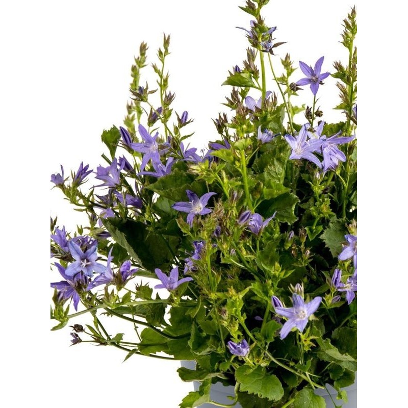 dzwonek Poszarskiego (Campanula poscharskyana) Lagoon Blue- Świat bylin - sklep internetowy